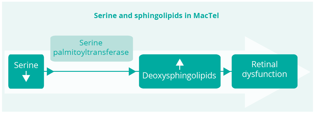 MacTel is a disorder of serine and sphingolipid metabolism