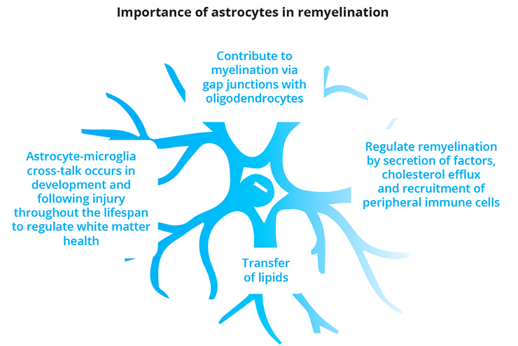 Astrocytes have important roles in remyelination