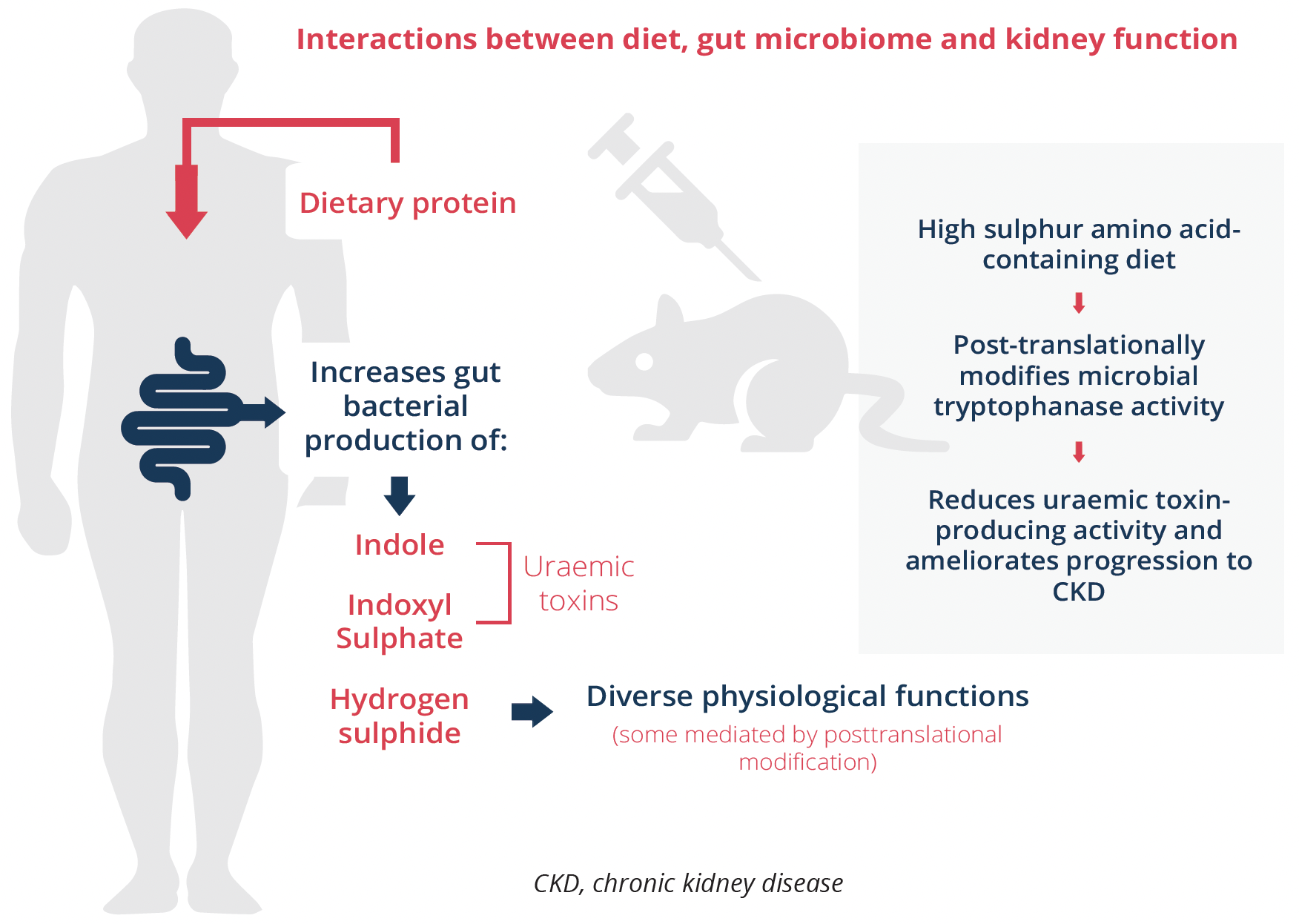 Complex interactions between diet, gut microbiome and kidney function