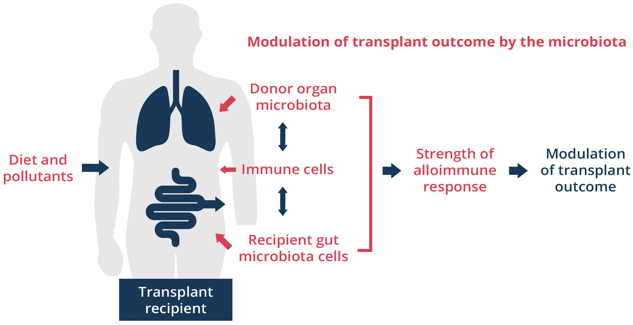 Modulation of transplant outcome by the microbiota and strength of alloimmune response