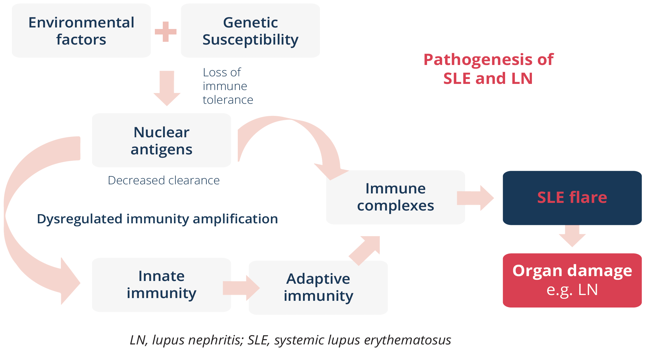 Pathogenesis of SLE and LN, potentially leading to organ damage