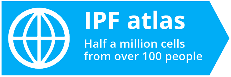 The IPF atlas is a comprehensive map of half a million cells from over 100 people.