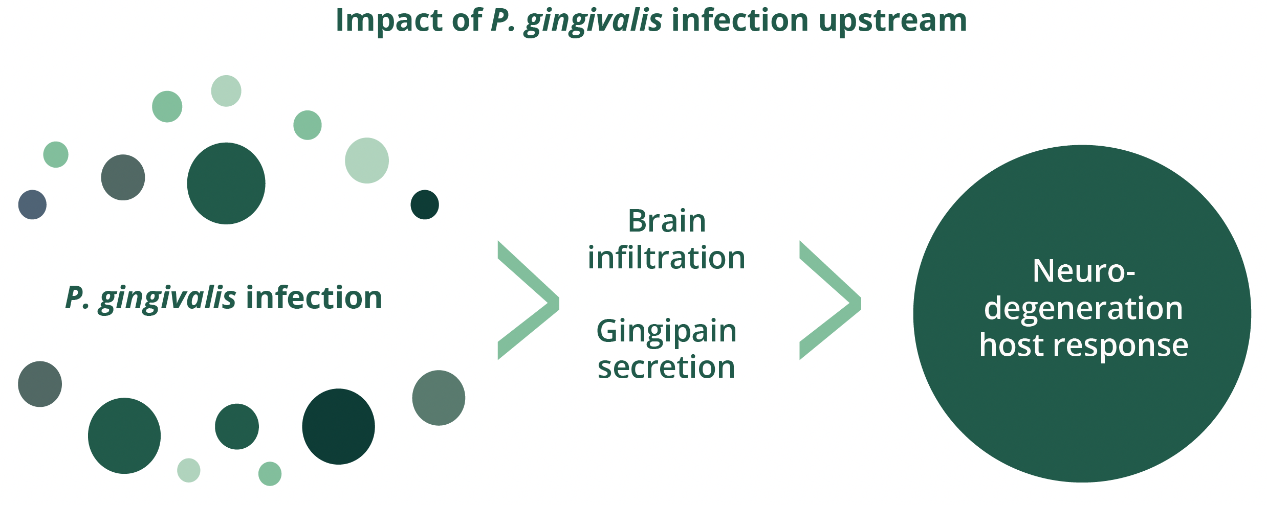 Impact of P. gingivalis infection including brain infiltration and gingipain secretion