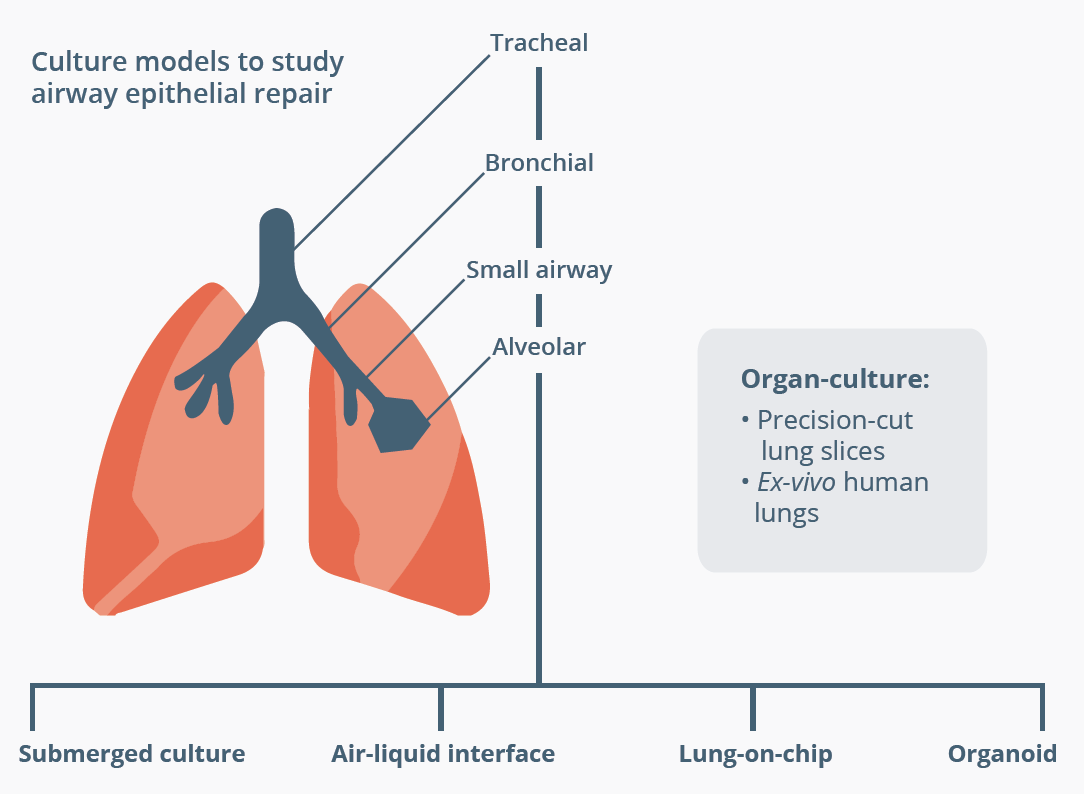 Culture models and techniques that provide novel information on human airway epithelial repair