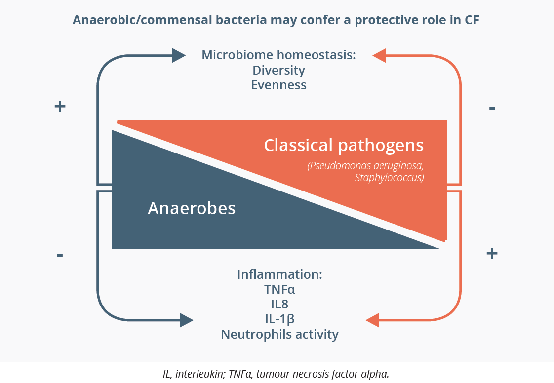 Diversity of the microbiome is correlated with better lung function and reduced inflammation.