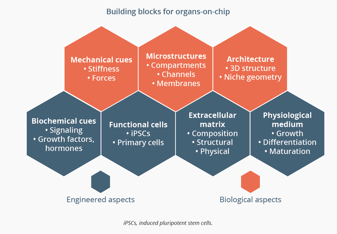 Engineered and biological aspects of organs-