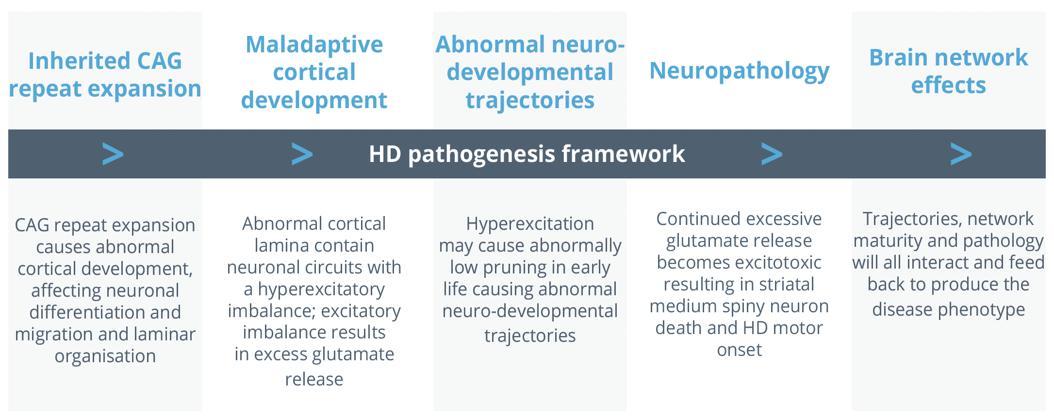 HD pathogenesis framework including the role of genetics, abnormal cortical development and neuropathology