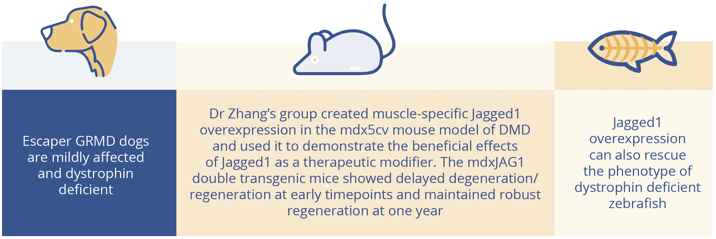 Jagged1 is a Notch ligand which has been shown to be upregulated in escaper golden retriever muscular dystrophy dogs