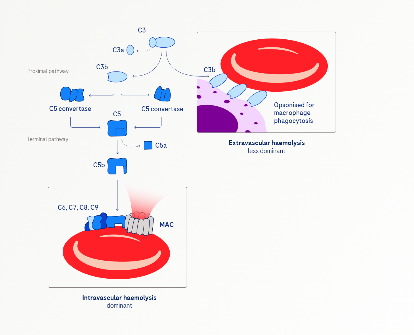 PNH Pathophysiology | HCP Resources | Roche Medically